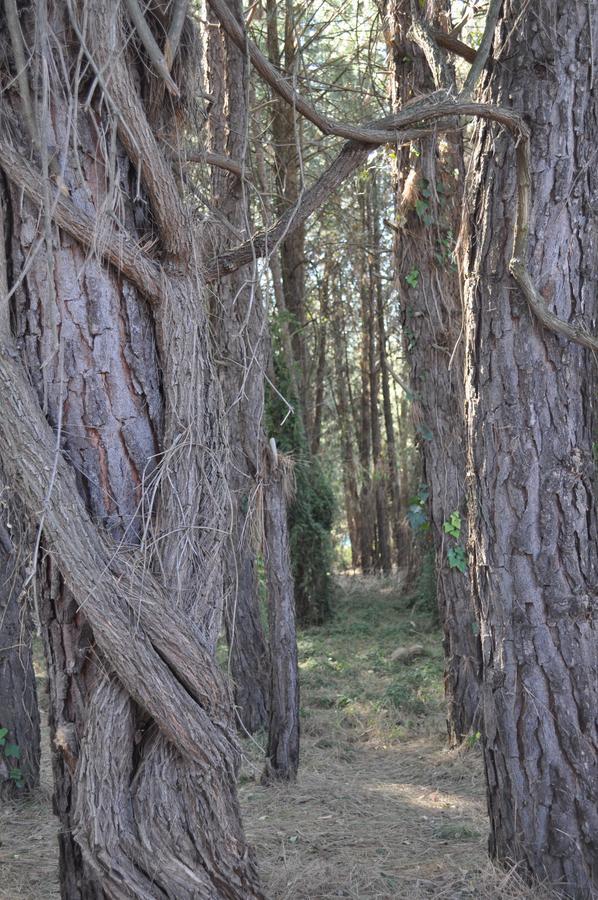 Rain Forest Boutique Camp Krugersdorp Luaran gambar